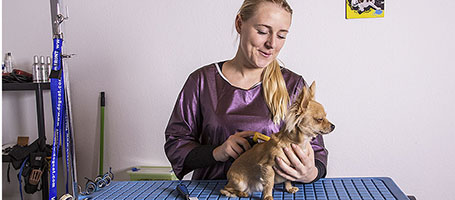 hundesalon kiel
