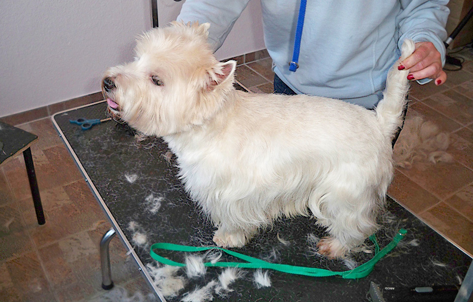 hundefriseur kiel